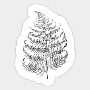 fern scientific name fern order fern class fern kingdom fern Sticker